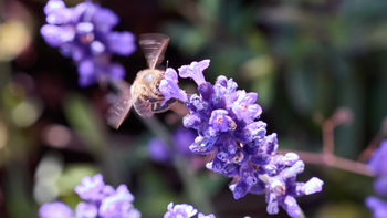 Lavender bee hover feed This still life photograph shows a bee hovering and feeding on lavender flowers during the early morning in summer. The image clearly highlights the vibrant purple flowers and surrounding green plants, with the bee acting as the main insect subject as it gathers pollen from the blossoms. The composition draws attention to the interaction between bees and flowering plants, illustrating the vital role insects play in pollinating summer flowers like lavender. The background is filled with soft focus plants and flowers, reinforcing the seasonal theme and natural setting.